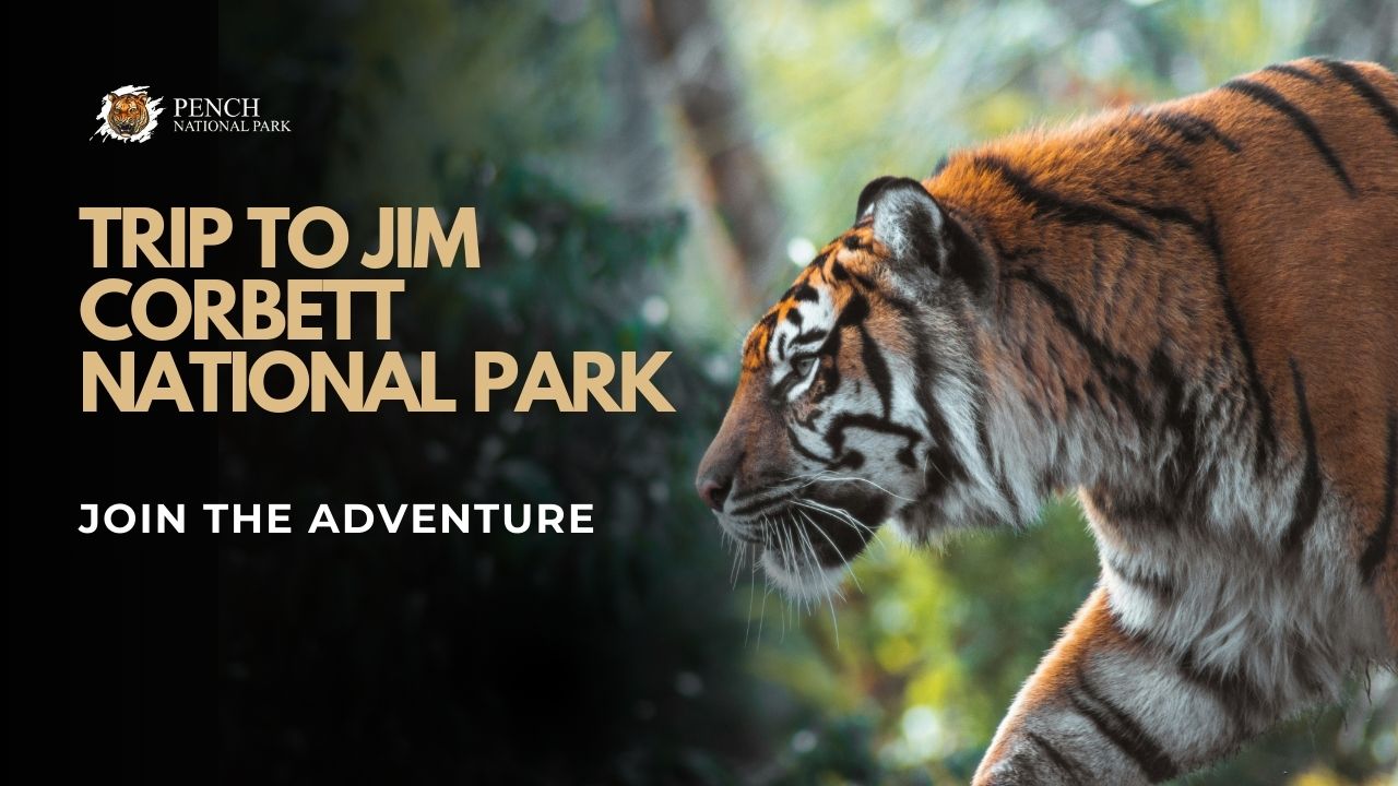 Trip to Jim Corbett National Park
